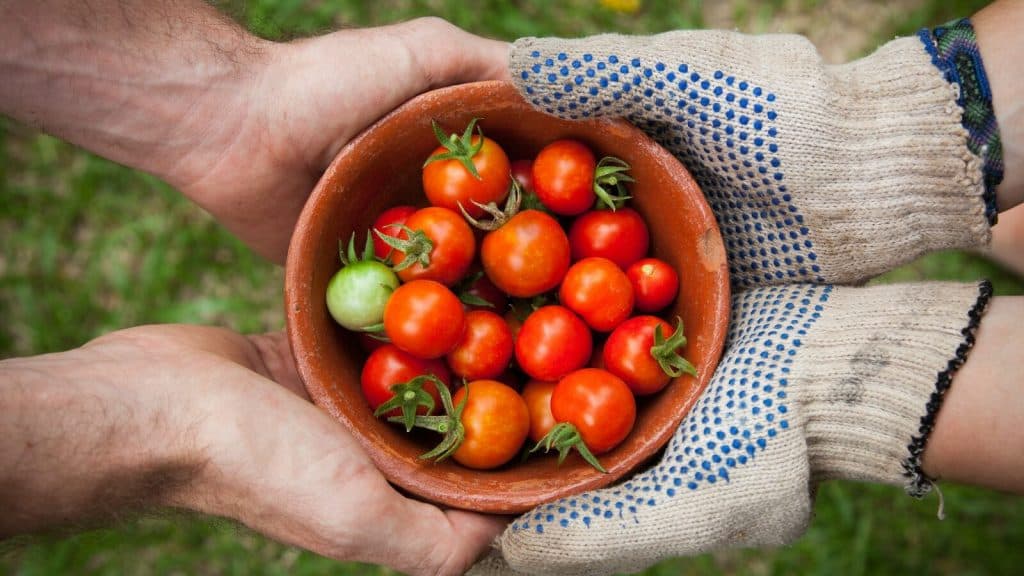 bowl of tomatoes served on person hand